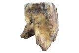Fossil Woolly Rhino (Coelodonta) Tooth - Siberia #370924-1